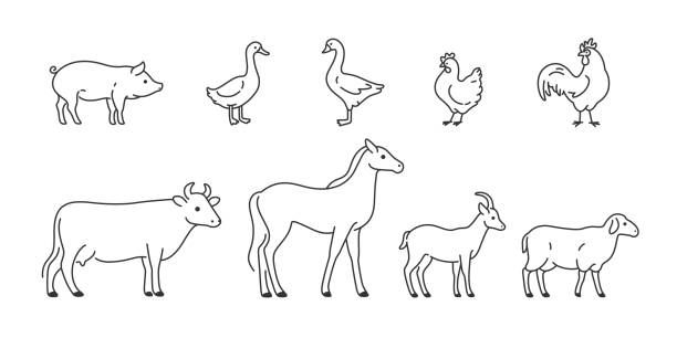 tier - livestock isolated young animal chicken stock-grafiken, -clipart, -cartoons und -symbole