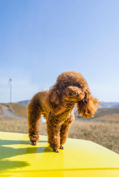 istock Teddy dogs outside 1447349249