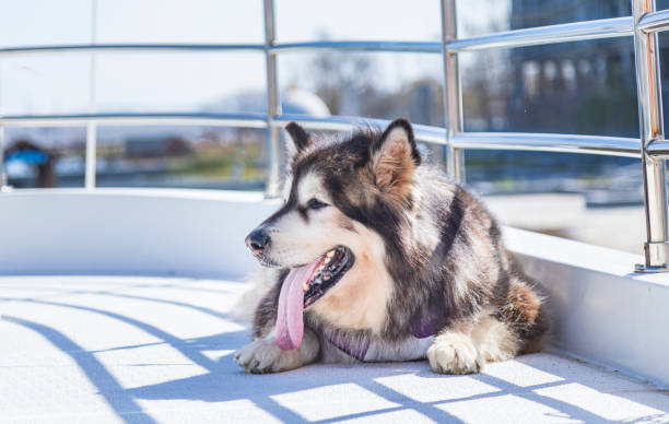 istock Alaskan Malamute dogs outside 1447349324