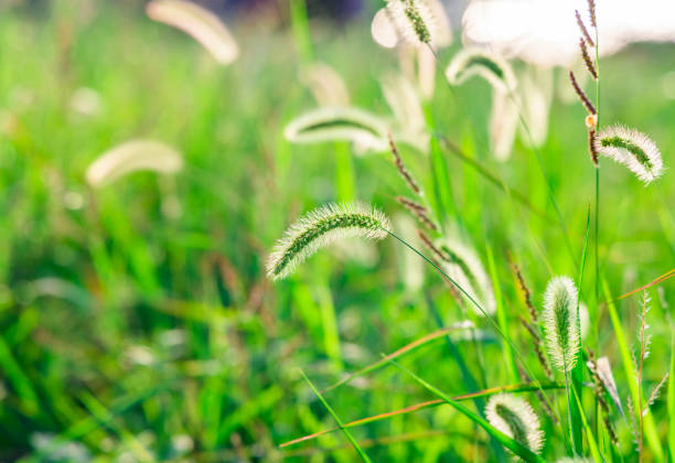 istock Dog tails in the sun 1447349375