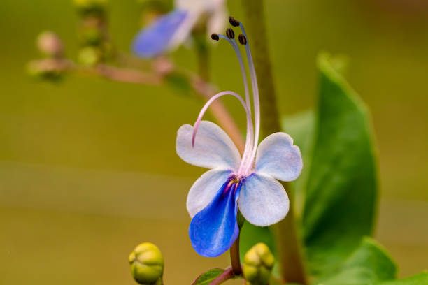 a purple hydrangea blooming in a lush tropical garden in Indonesia, captured with natural daylight and fresh foliage.