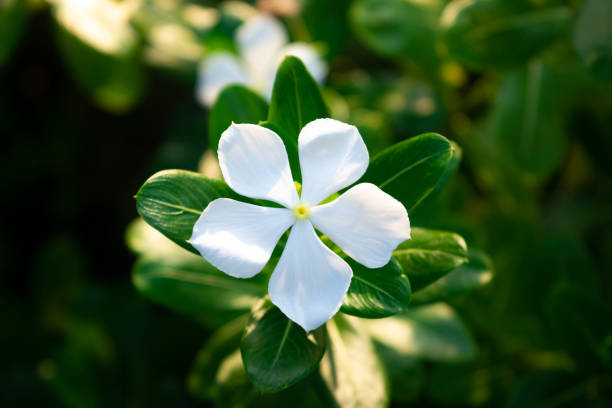 White periwinkle flowers bloom in the garden. White periwinkle flowers bloom in the garden. Catharanthus roseus catharanthus roseus stock pictures, royalty-free photos & images