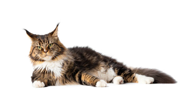 istock Maine Coon cat lies on a white background 1447352040