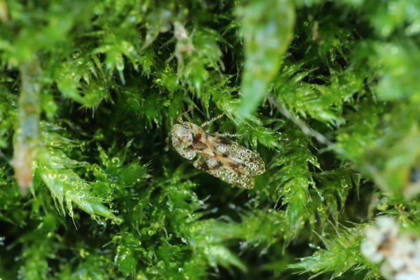 istock Macro of a Corythucha with the body covered in dewdrop 1447353630