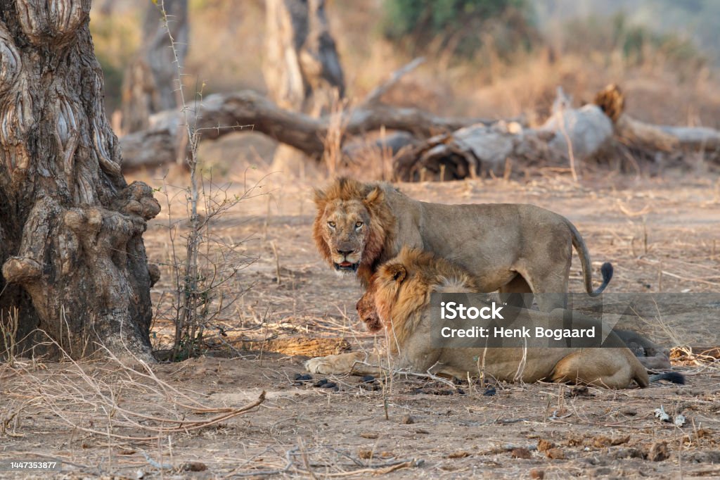 African Lion male eating  a African Elephant calf African Lion (Panthera leo) male eating from a African Elephant (Loxodonta africana) calf kill in Mana Pools National Park, Zimbabwe African Elephant Stock Photo