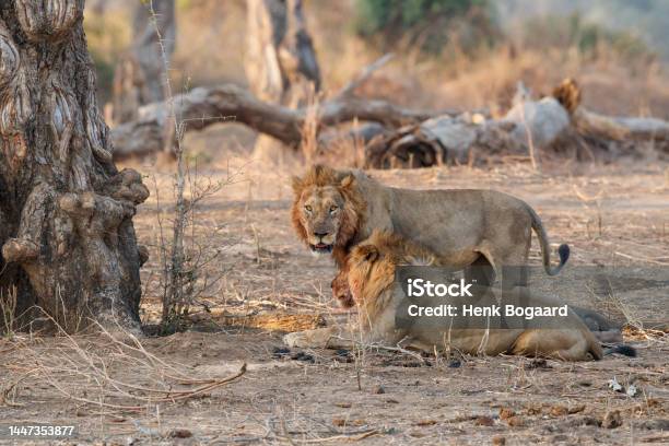 African Lion Male Eating A African Elephant Calf Stock Photo - Download Image Now - African Elephant, Animal, Animal Behavior