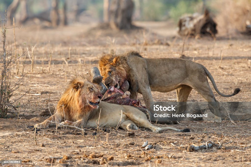 African Lion male eating  a African Elephant calf African Lion (Panthera leo) male eating from a African Elephant (Loxodonta africana) calf kill in Mana Pools National Park, Zimbabwe Victim Stock Photo