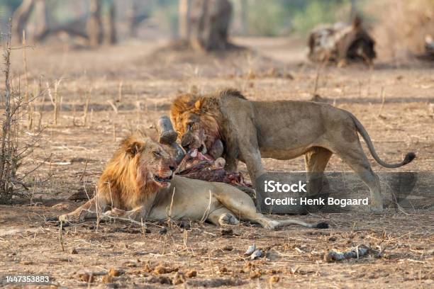 African Lion Male Eating A African Elephant Calf Stock Photo - Download Image Now - Victim, African Elephant, Animal