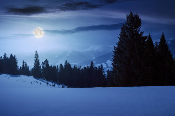 istock carpathian mountains with spruce trees at night 1447353961