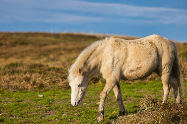 Pony on Plumstone Mountain in Pembrokeshire, Wales in Winter.