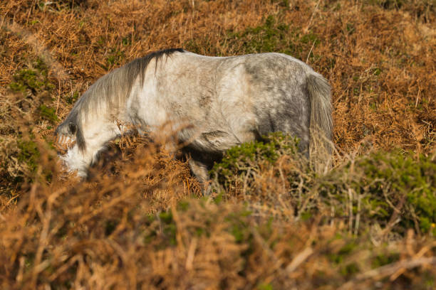 Dartmoor ponies grazing at the hills of Dartmoor Devon England. Dartmoor ponies are a unique and iconic breed native to the Dartmoor National Park in England. These hardy ponies are well-adapted to the rugged terrain and often graze freely on the hills and moors of Dartmoor.