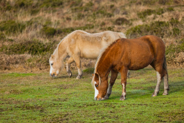 istock Welsh Mountain Ponies in the early morning 1447356528