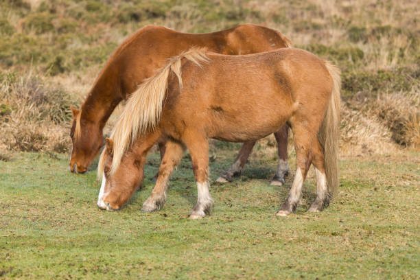 istock Welsh Mountain Ponies in the early morning 1447356836