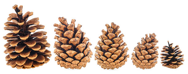 istock Collection of pine cones isolated on a white background 1447356987