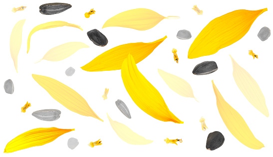 Falling sunflower seeds and yellow petals isolated on a white background