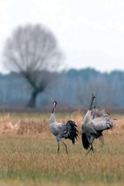 istock Common crane (Grus grus) in the wild. Early morning on swamp erens. 1447357106