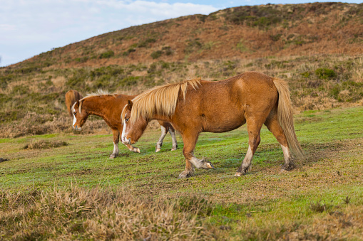 Ponies on Plumstone Mountain in Pembrokeshire, Wales in Winter.