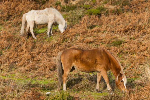 Ponies on Plumstone Mountain in Pembrokeshire, Wales in Winter.