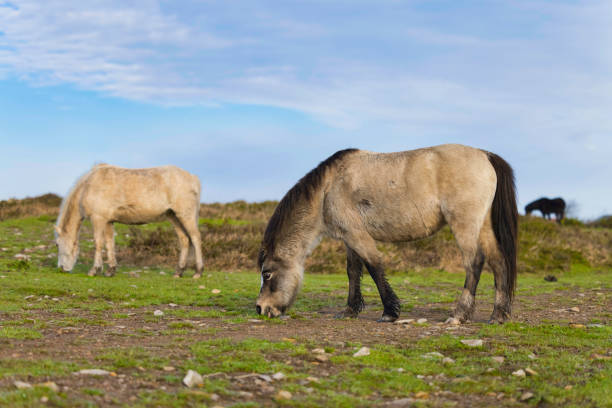 Ponies on Plumstone Mountain in Pembrokeshire, Wales in Winter.