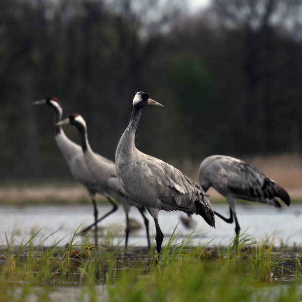 istock Common crane (Grus grus) in the wild. Early morning on swamp erens. 1447359575