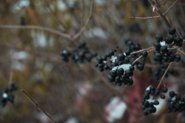istock Black berries under snow in winter Natural background 1447359808