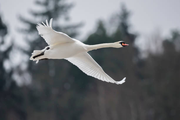 cisne mudo - cisne blanco comun fotografías e imágenes de stock