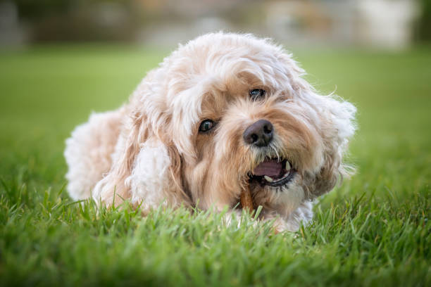 istock Seven year old Cavapoo laying on the grass with his stick very close up 1447362044