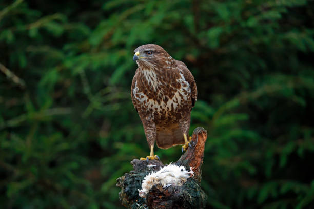 istock Female buzzard with its prey at a woodland site 1447362960