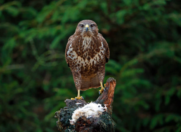 istock Female buzzard with its prey at a woodland site 1447362961