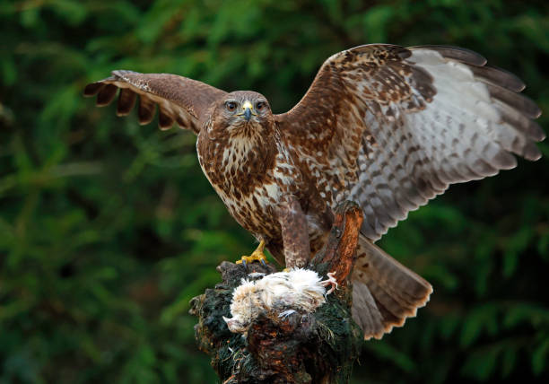istock Female buzzard with its prey at a woodland site 1447363151