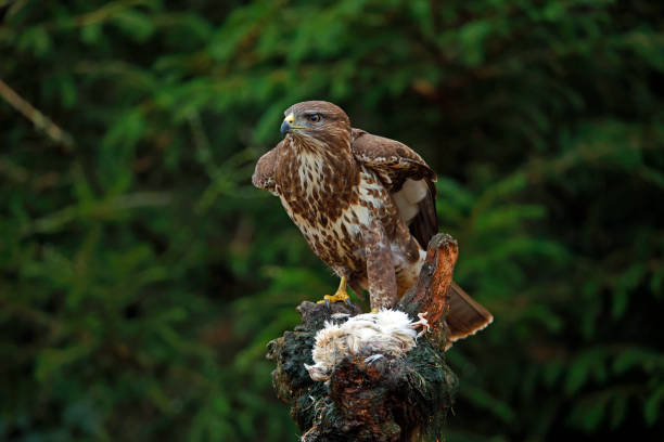 istock Female buzzard with its prey at a woodland site 1447363168