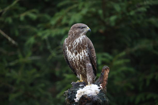 istock Female buzzard with its prey at a woodland site 1447363240