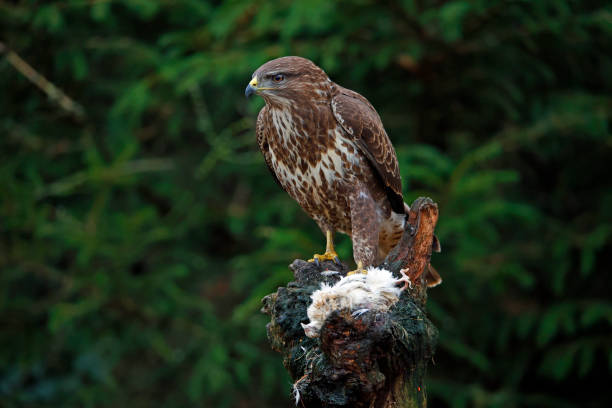 istock Female buzzard with its prey at a woodland site 1447363248