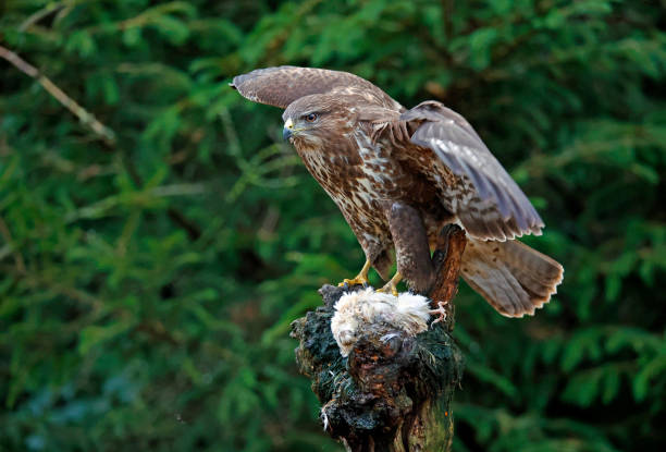 istock Female buzzard with its prey at a woodland site 1447363266