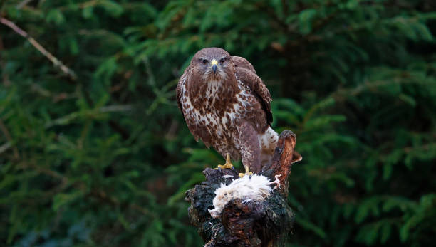 istock Female buzzard with its prey at a woodland site 1447363298