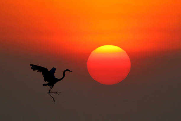 istock Silhouette of egret 1447364085