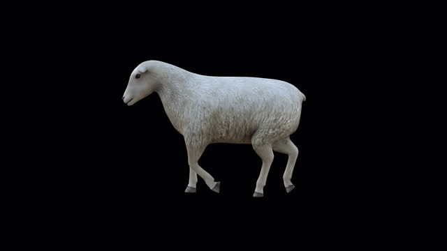 3d Sheep Stock Videos and Royalty-Free Footage - iStock