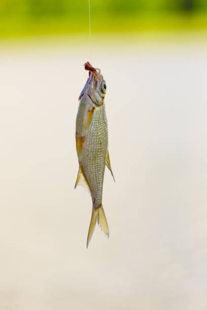 istock Fish hanging on hook on fishing rod. 1447364464