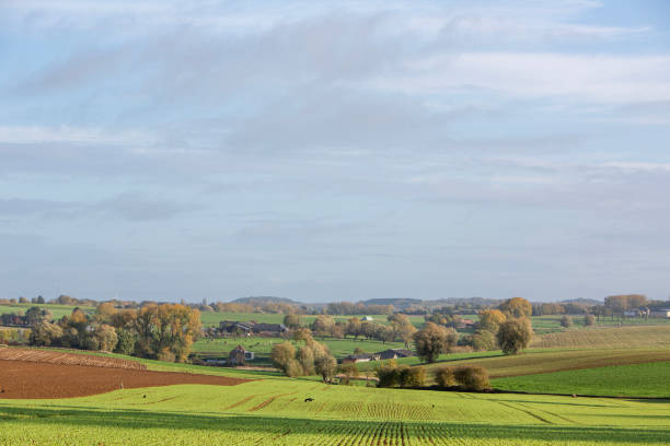 Hop Plantation Bailleul on the French Belgium border near a small traditional beer brewery. former wold war 1 area