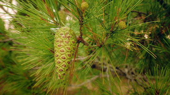 Green pine cone on tree branch, selective focus