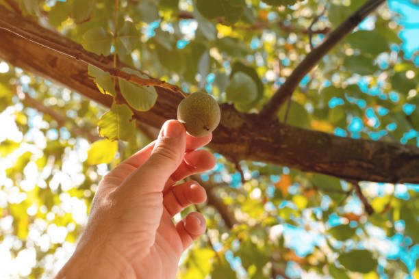 Farmer picking green walnut fruit in a husk skin from tree branch in orchard, close up with selective focus