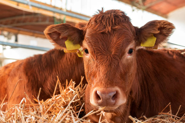 istock Limousin cow on cattle dairy farm 1447365855