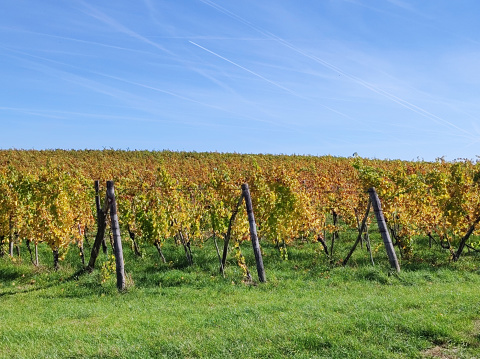 rows of vineyard in bright autumn day