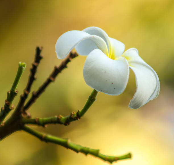 A white Plumaria bloom . Side view . Close up stock photo