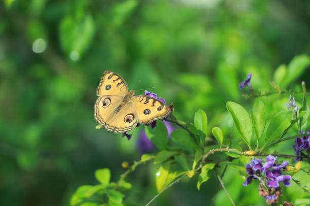 istock Closed up Butterfly on flower -Blur flower background. 1447369145