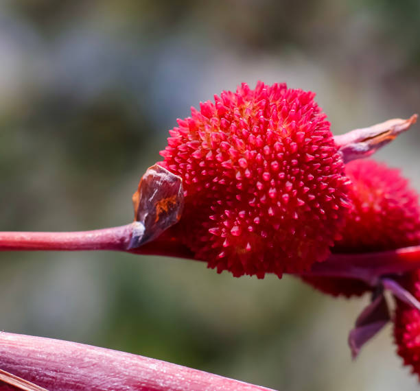 Red Canna lily . Seed pods . Close up stock photo