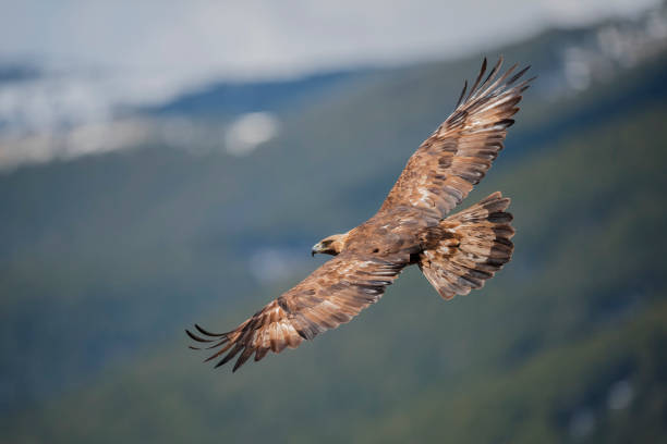 águila dorada - aguila real fotografías e imágenes de stock