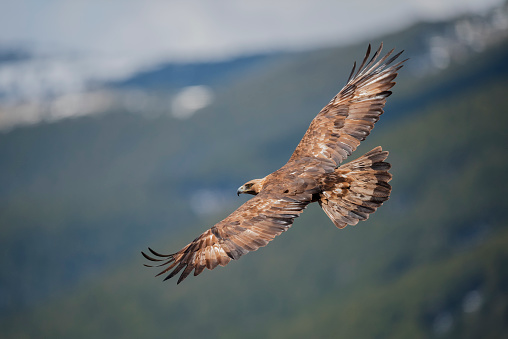 bald eagle fighting (Haliaeetus leucocephalus)