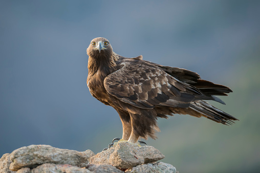 Aquila chrysaetos