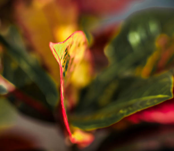 Garden Croton . Colorful leaves . Close up stock photo